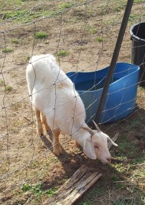 Goat stuck in fence