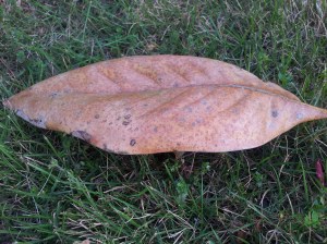 Magnolia leaf