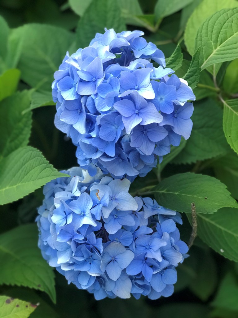 two hydrangea blooms