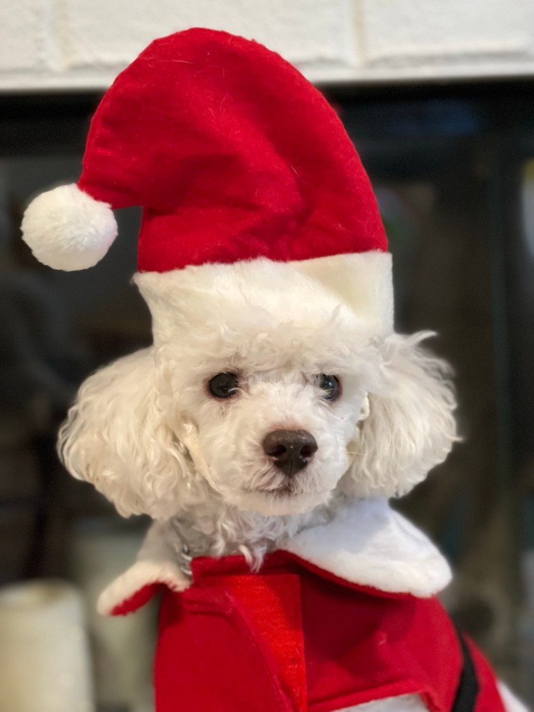 A close up of the Wallace's white miniature poodle, Winston, wears a red Santa hat and red Santa coat.