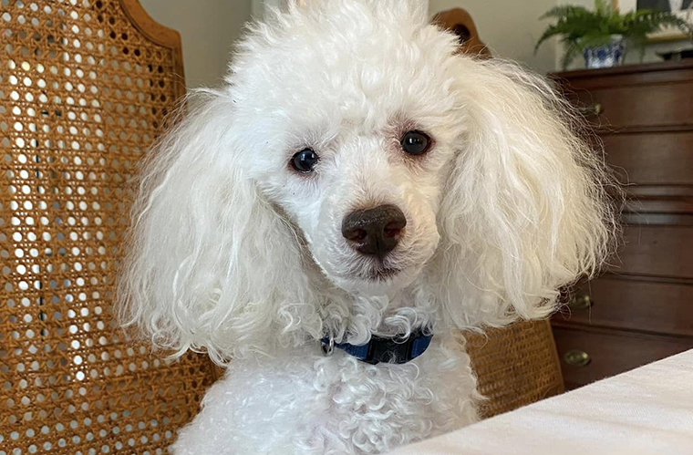 Dog sits in a chair at a dining table