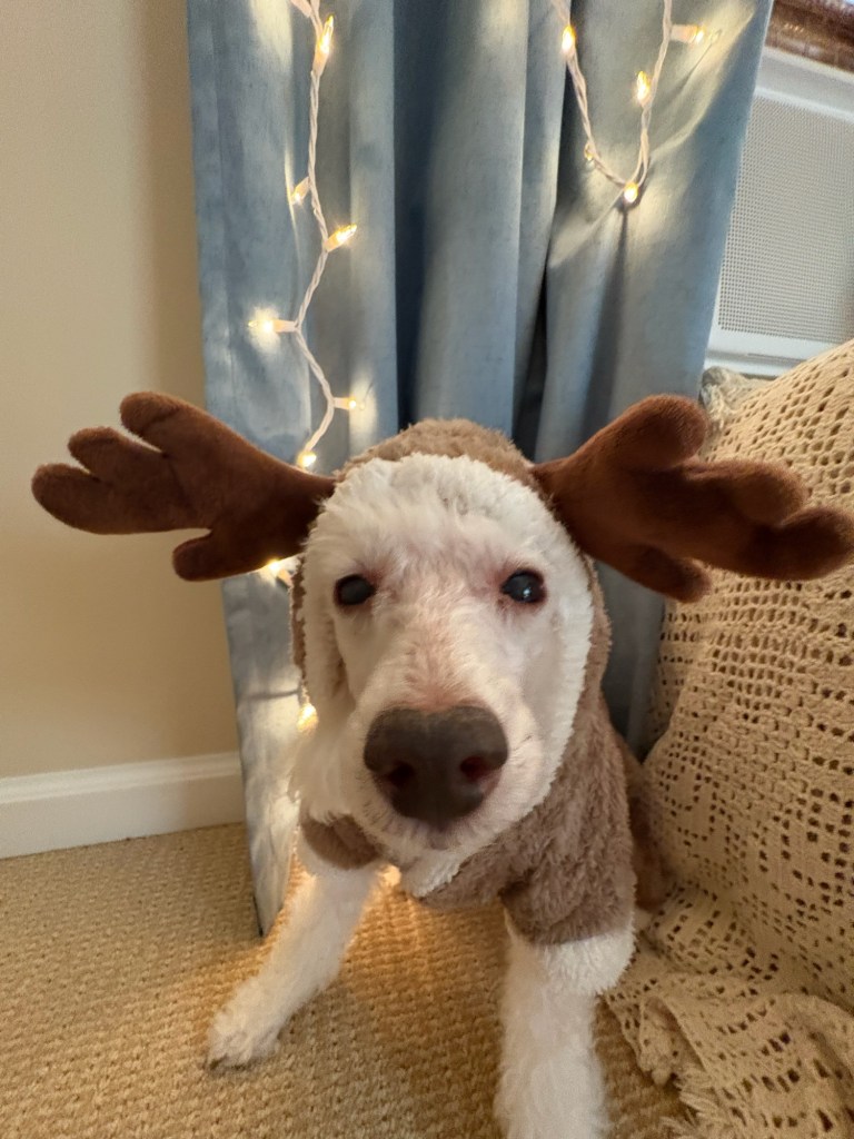 white miniature poodle in reindeer costume