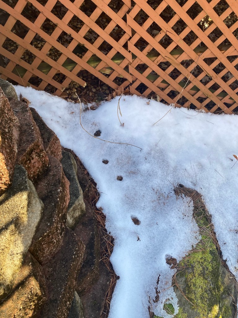 tracks in snow come out from under a deck