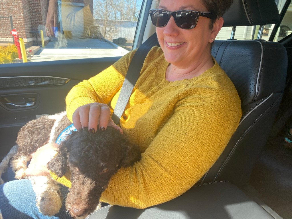 A woman in a car holding a black and white miniature poodle