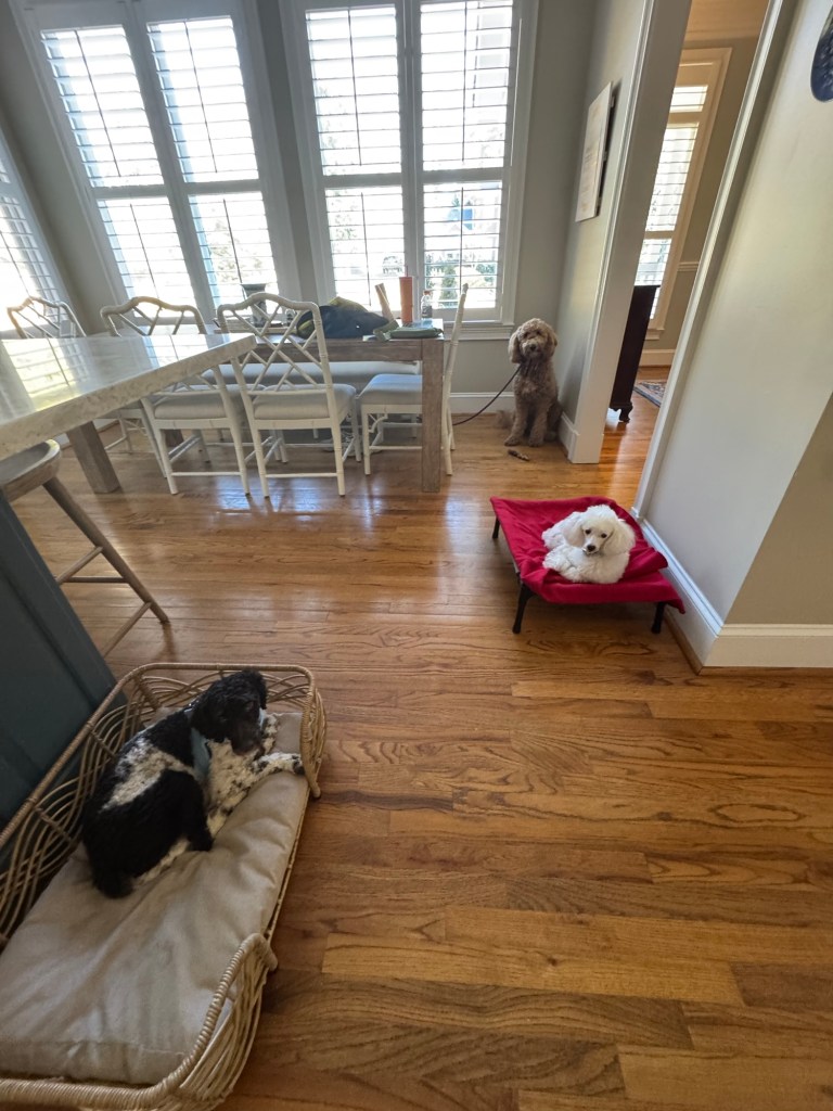 A black and white miniature poodle, a white toy poodle and a golden doodle in a kitchen
