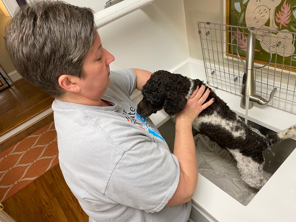 A woman bathes a black and white miniature poodle in a sink