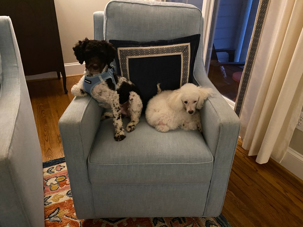 A black and white miniature poodle with a white toy poodle