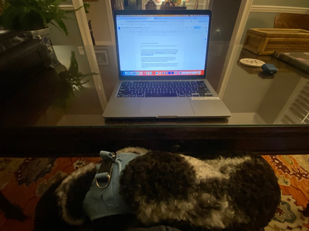 Black and white poodle resting on a lap with laptop computer on a desk