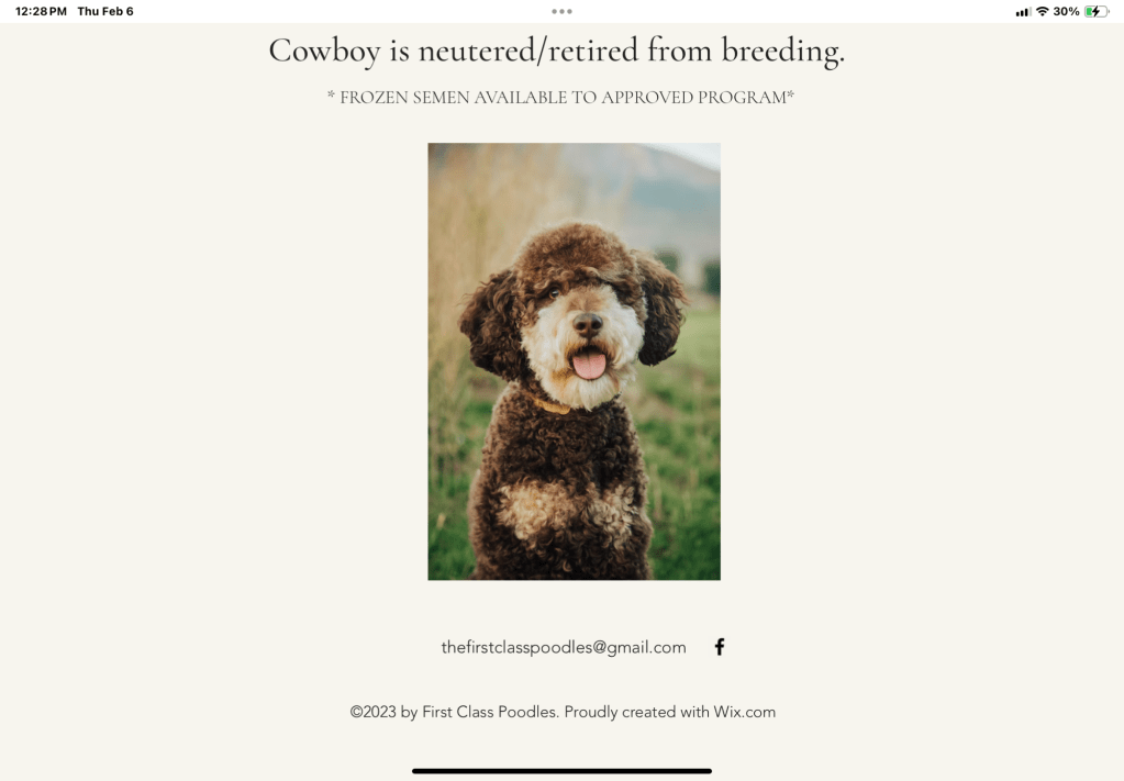 A web page for a brown and white parti miniature poodle
