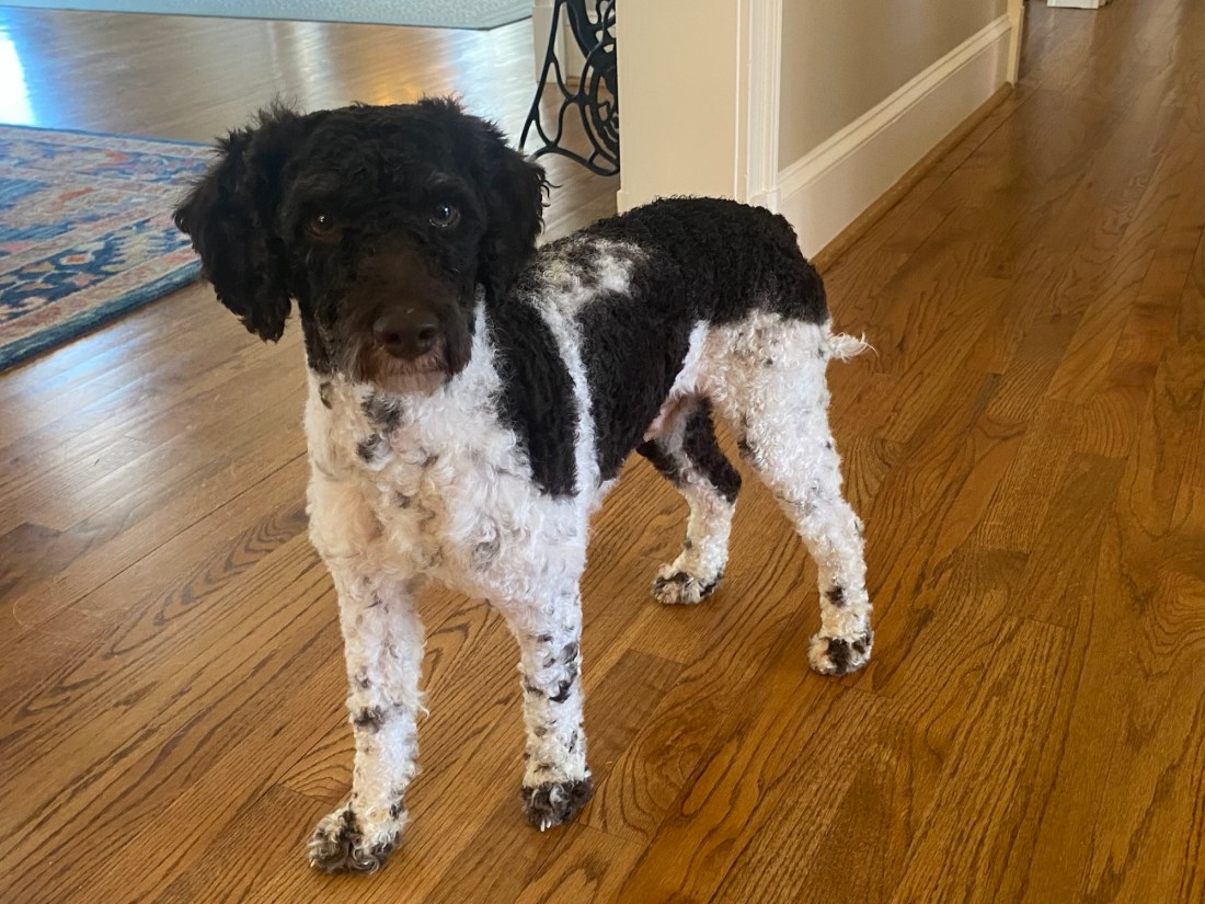 A black and white miniature poodle standing on a hardwood floor