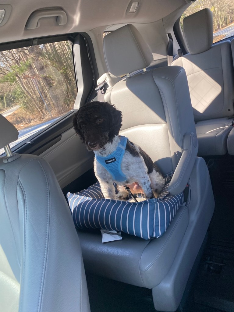 A black and white miniature poodle in a car seat