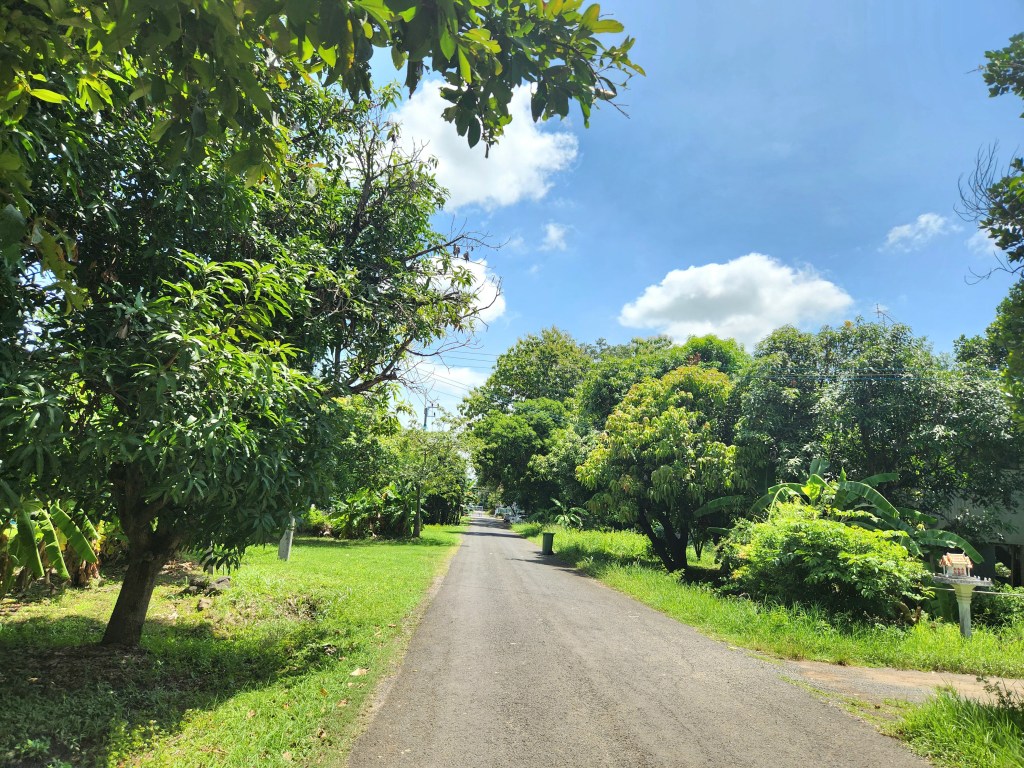 Country road lined with trees and bushes