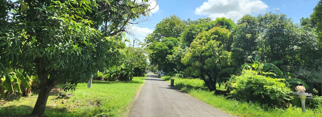 Tree lines country road