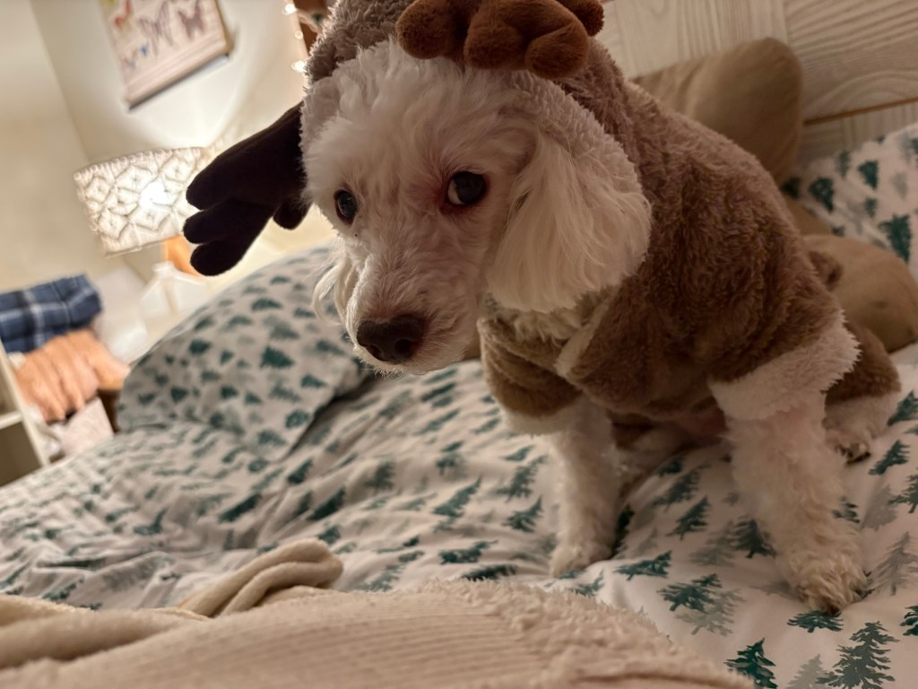 A white toy poodle in reindeer costume