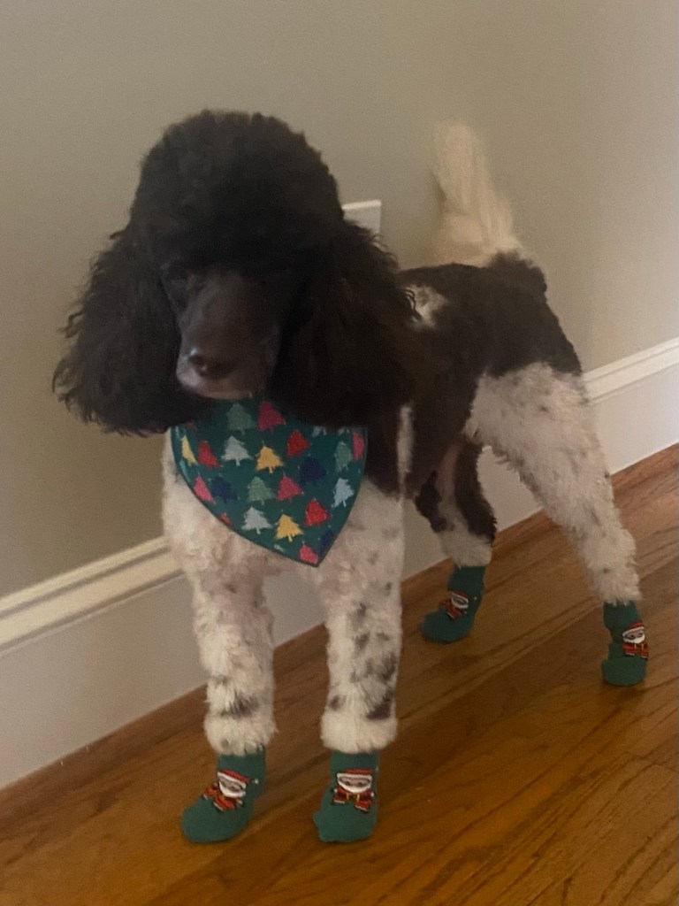 A dog in green Christmas socks and kerchief.