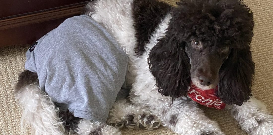 A black and white poodle wearing a red bandana and a pair of gray men's boxer briefs.