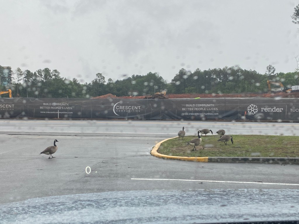 Canada geese in the road in the rain next to a construction site