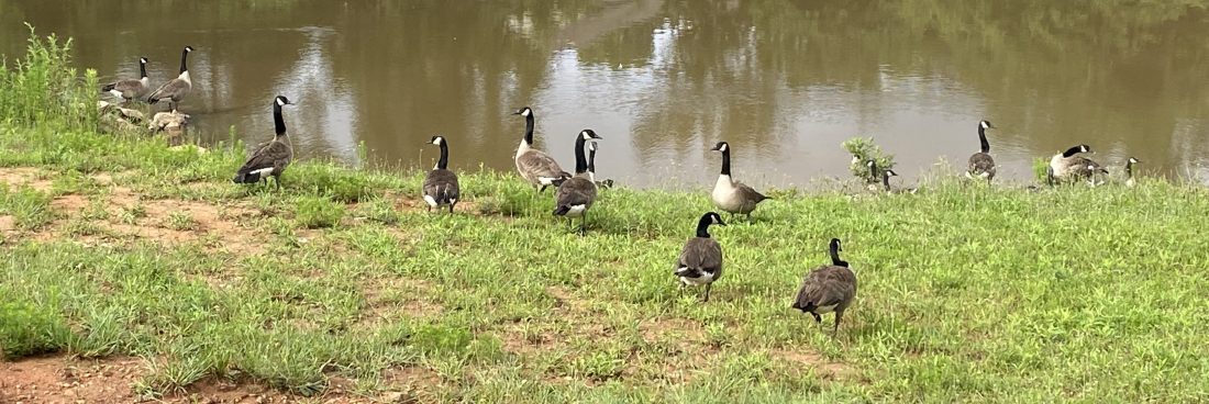 Canada geese by a pond
