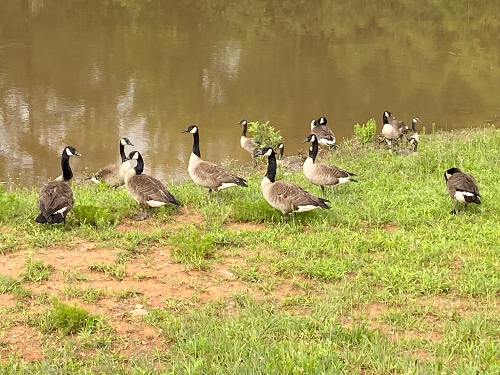 A gaggle of Canada geese beside a pond