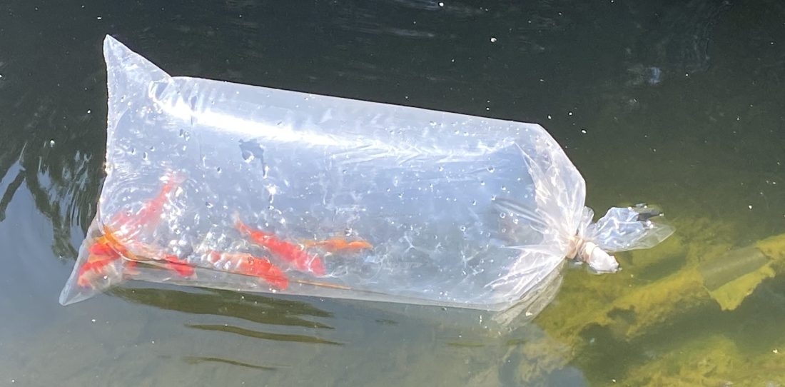 Ten goldfish in a plastic bag floating on the surface of a pond.