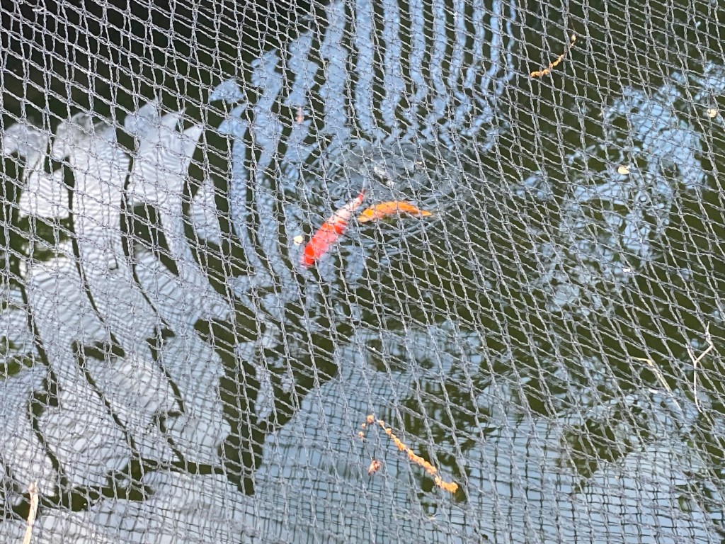 Goldfish swim in a pond with a net over it.