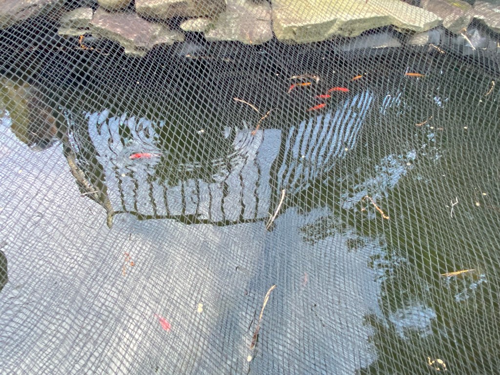 Goldfish swim in a small pond with a net over it.