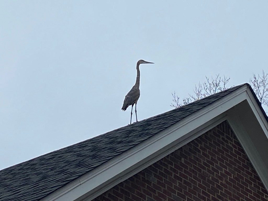 A blue heron on a rooftop