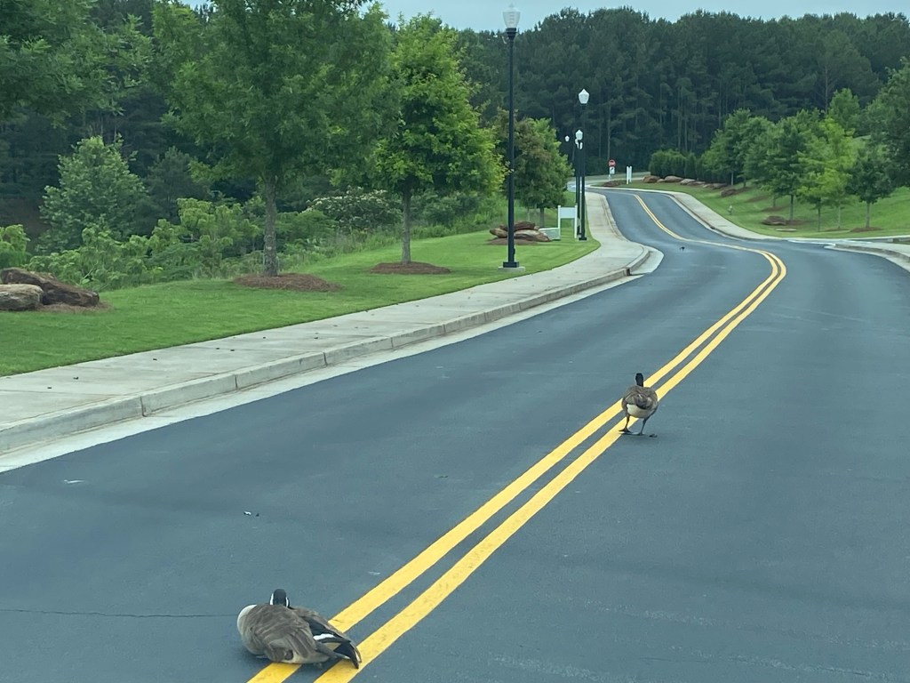 Two Canada geese in the middle of the road