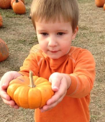 A small boy holds a tiny pumpkin